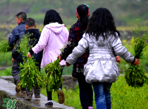 芥菜什么人不能吃？薺菜適合什么人吃？