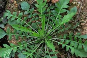 哺乳期能吃薺菜嗎？哺乳期吃薺菜會回奶嗎？