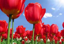 郁金香3月份還能種嗎？三月份種郁金香可以嗎？