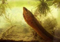 三月份可以釣黃鱔嗎？幾月可以釣黃鱔？