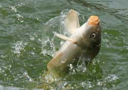 3月份釣什么魚？3月份怎么釣魚？