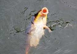 三月份釣鯉魚好釣嗎？3月份釣鯉魚用什么好？