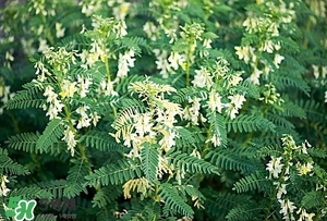 黃芪泡水喝的功效與副作用？黃芪有什么作用？