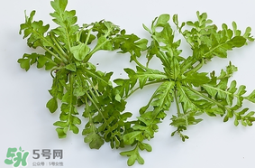 薺菜是什么菜？薺菜是什么野菜？