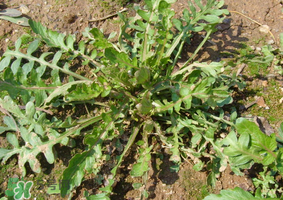 薺菜是什么菜？薺菜是什么野菜？