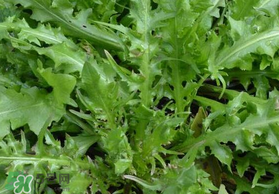 薺菜可以和西紅柿一起吃嗎？薺菜和西紅柿一起吃好嗎？