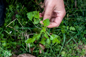 薺菜能和青菜一起吃嗎？薺菜和青菜一起吃好嗎？