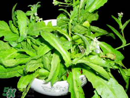 薺菜能和青菜一起吃嗎？薺菜和青菜一起吃好嗎？