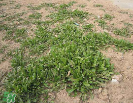 薺菜上有白點能吃嗎？薺菜背面有白點是什么？