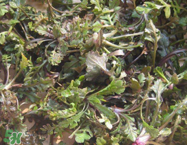 薺菜上有白點能吃嗎？薺菜背面有白點是什么？