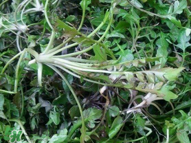 薺菜上有黑點(diǎn)能吃嗎？薺菜葉子上的黑點(diǎn)怎么回事？