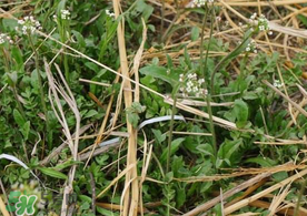 薺菜上有黑點(diǎn)能吃嗎？薺菜葉子上的黑點(diǎn)怎么回事？