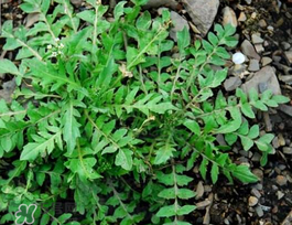 薺菜上有黑點(diǎn)能吃嗎？薺菜葉子上的黑點(diǎn)怎么回事？