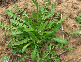 薺菜上的蟲子可以吃嗎？薺菜有蟲能吃嗎？