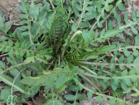 薺菜需要焯水嗎？薺菜焯水的好處