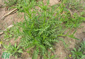 薺菜需要焯水嗎？薺菜焯水的好處