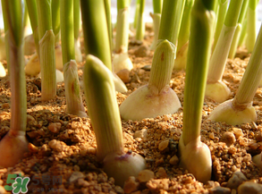 3月份可以種大蒜嗎？三月份種什么農(nóng)作物？