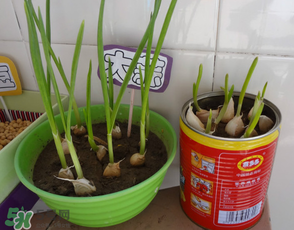 3月份可以種大蒜嗎？三月份種什么農(nóng)作物？