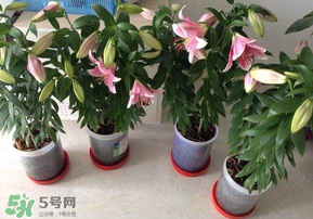 3月份可以種百合花嗎？百合幾月種植？