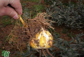 3月份可以種百合花嗎？百合幾月種植？