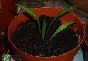 3月份可以種百合花嗎？百合幾月種植？