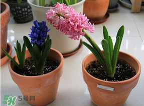 三月份可以種風(fēng)信子嗎？風(fēng)信子幾月份種植？