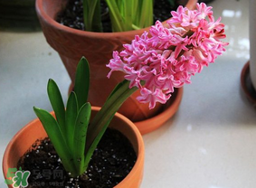 三月份可以種風(fēng)信子嗎？風(fēng)信子幾月份種植？