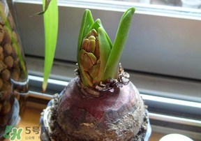 三月份可以種風(fēng)信子嗎？風(fēng)信子幾月份種植？