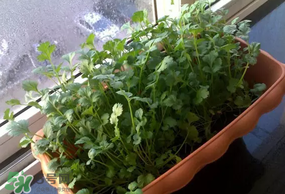 三月份可以種香菜嗎？香菜幾月份播種？