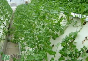 三月份可以種香菜嗎？香菜幾月份播種？