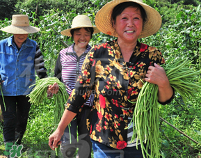 三月份可以種豆角嗎？豆角幾月份種？