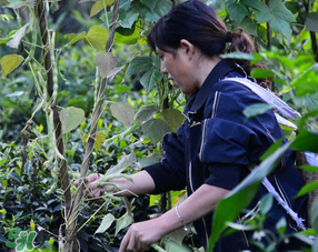 三月份可以種豆角嗎？豆角幾月份種？