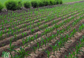 三月份可以種玉米嗎？玉米幾月份可以種？