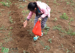 三月份可以種玉米嗎？玉米幾月份可以種？