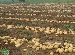 三月份可以種土豆嗎？土豆幾月份種植？