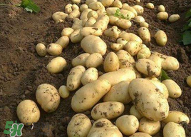 三月份可以種土豆嗎？土豆幾月份種植？