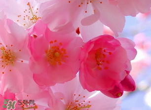 四月份還有櫻花嗎？四月份哪里有櫻花？