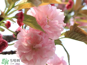 四月份還有櫻花嗎？四月份哪里有櫻花？