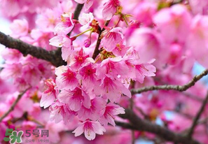 四月份還有櫻花嗎？四月份哪里有櫻花？