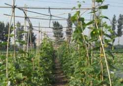 三月份可以種豆角嗎？豆角幾月份種？