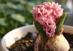 三月份可以種風(fēng)信子嗎？風(fēng)信子幾月份種植？