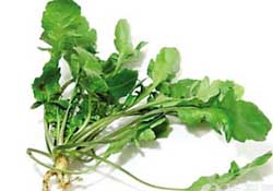 薺菜是什么菜？薺菜是什么野菜？