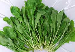 薺菜能和青菜一起吃嗎？薺菜和青菜一起吃好嗎？