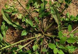 蒲公英和薺菜的能同食嗎？薺菜和蒲公英的區(qū)別