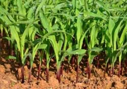 三月份可以種玉米嗎？玉米幾月份可以種？