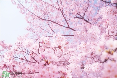 可口可樂(lè)2017櫻花限定哪里買？可口可樂(lè)櫻花限定好喝嗎？