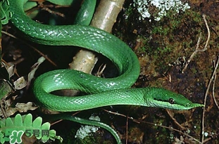 被蛇咬了怎么急救？被蛇咬了怎么辦？