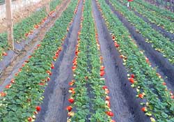 春天種草莓會(huì)結(jié)果嗎？春天種草莓什么時(shí)候結(jié)果？