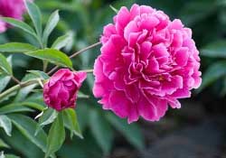 春天能種芍藥嗎？芍藥幾月種植？