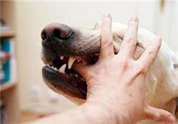 狂犬疫苗多少錢(qián)？狂犬疫苗價(jià)格？